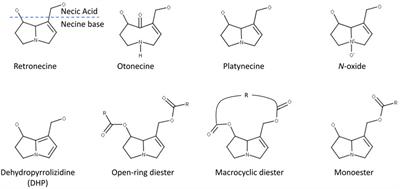 A Comparison of Nine Machine Learning Mutagenicity Models and Their Application for Predicting Pyrrolizidine Alkaloids